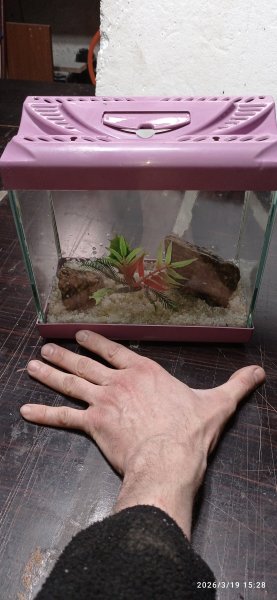 22 cm mini akvaryum beta akvaryumu yapay bitki taş ve kum